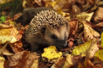 Brown and Black Hedgehog Standing on Brown Dry Leaved