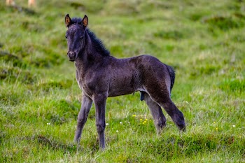 Brown and Black Horse