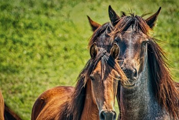 Brown and Black Horses