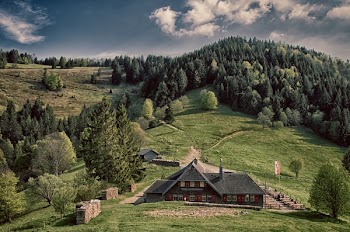 Brown and Black House Surrounded Trees