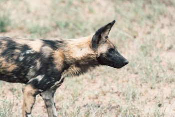 brown and black hyena on grass field during daytime