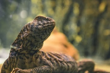 Brown and Black Iguana