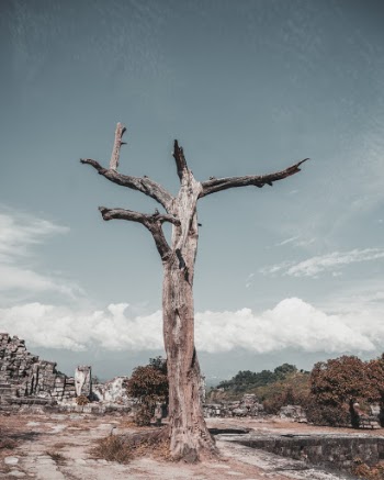 Brown and Black Leafless Tree