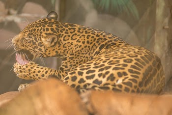 Brown and Black Leopard