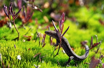 Brown and Black Lizard on Green Grass