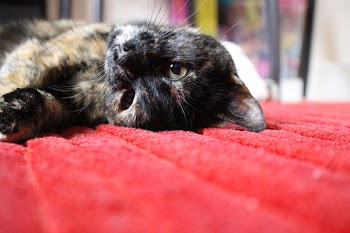 Brown and Black Medium Coat Cat Lying on Red Textile