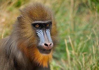 Brown and Black Monkey