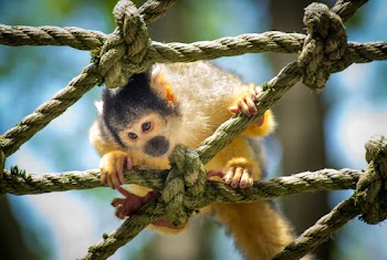 Brown and Black Monkey on Rope