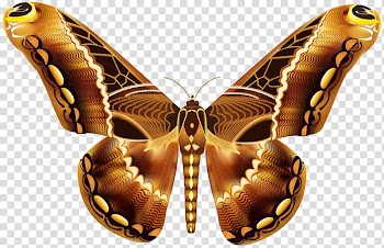 Brown and black moth illustration, Butterfly Brown Greta oto , Beautiful Brown Butterfly transparent background PNG clipart