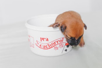 Brown and Black Puppy Inside White and Red Plastic Container