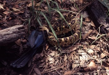 Brown and Black Python on Ground