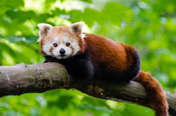 Brown and Black Short Coated Animal on Brown Tree Branch
