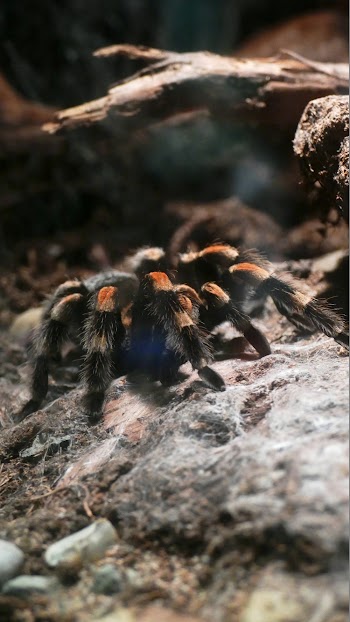 Brown and Black Spider