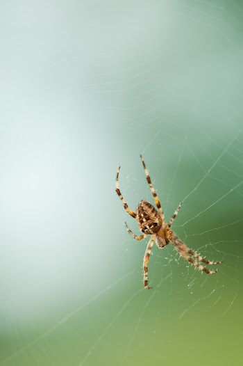 Brown and Black Spider