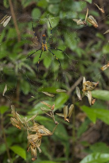 Brown and Black Spider