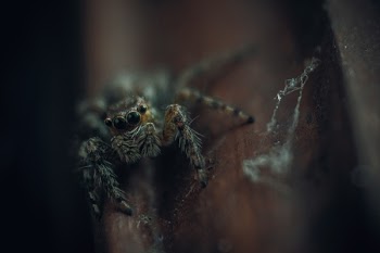 Brown and Black Spider on Brown Wooden Surface