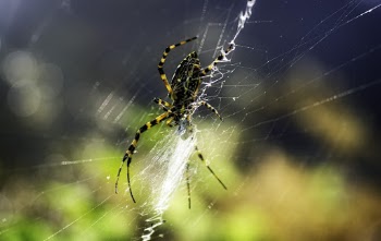 Brown and Black Spider on Cobweb