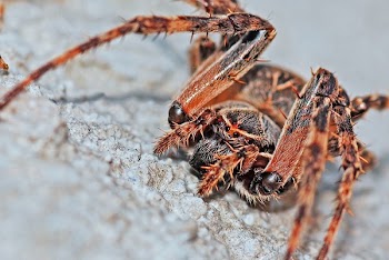 Brown and Black Spider on Focus Photo