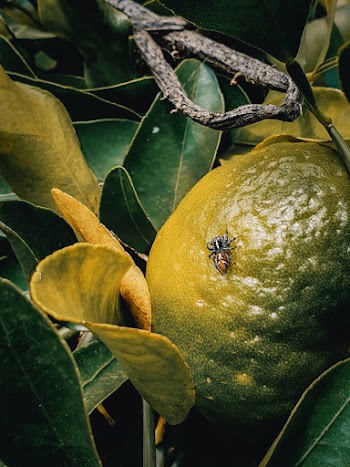 Brown and Black Spider on Green Fruit