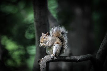 Brown and Black Squirrel Standing on Tree Branch during Daytime