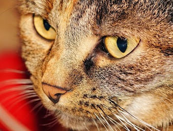 Brown and Black Tabby Cat