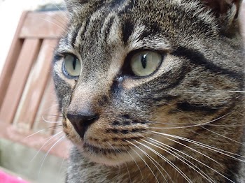 Brown and Black Tabby Cat Sitting Next on Brown Wooden Chair