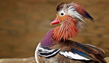 Brown and Black White Bird