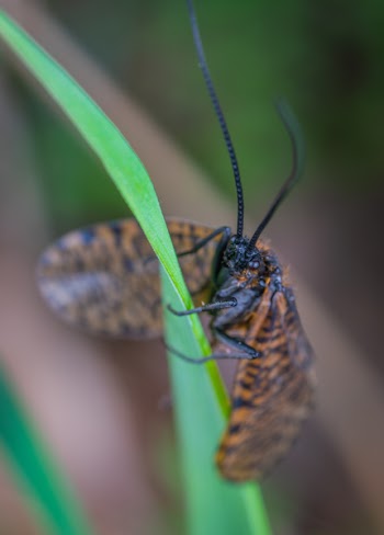 Brown and Black Winged Insect on Green Leaf Plant