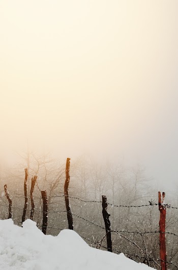 Brown and Black Wood and Barbwire Fence