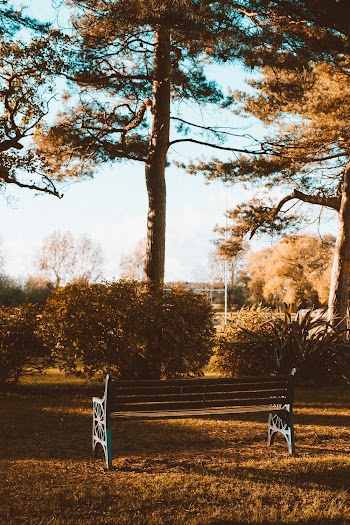 Brown and Blue Bench Beside trees