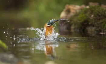 Brown and Blue Bird on Body of Water Closeup Photography