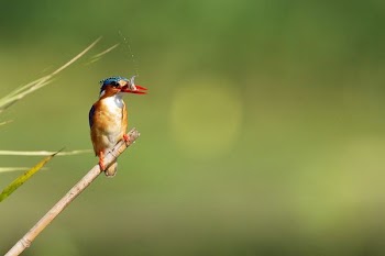brown and blue bird perched on branch eating insect closeup photography