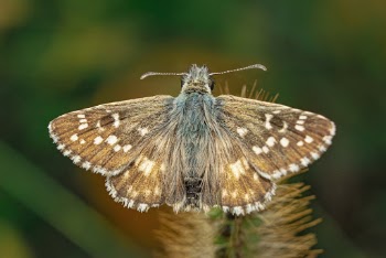 Brown and Blue Butterfly Perched on Green Plant