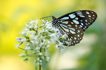 brown and blue butterfly pollinating on white petaled flower