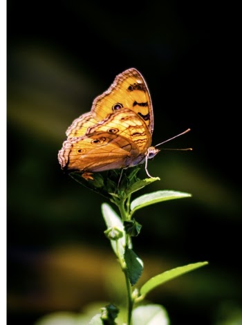 Brown and Gray Butterfly Perching on Plant
