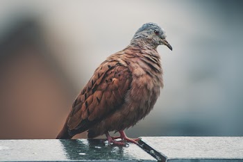 Brown and Gray Coated Bird