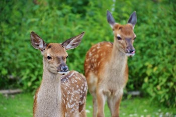 Brown and Gray Deer