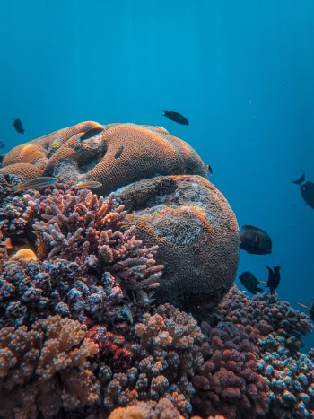 Brown and Gray Fish Under Water · Free Stock Photo