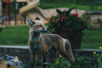 Brown and Gray Fox