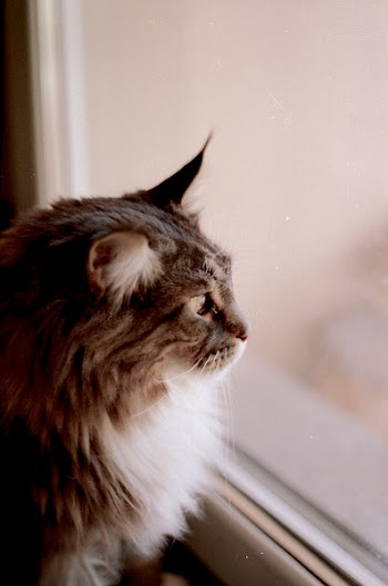 Brown and Gray Haired Cat Looking Out the Glass Window