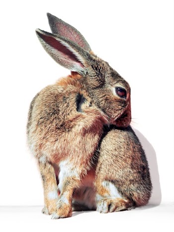 Brown and Gray Rabbit