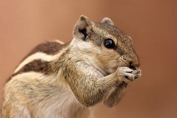 Brown and Gray Squirrel