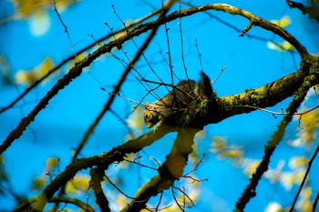 Brown and Gray Squirrel on Brown Tree Branch