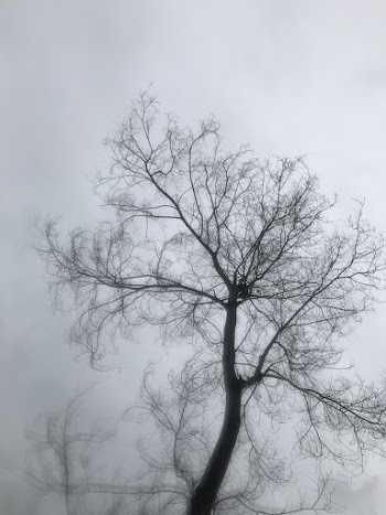 Brown and Gray Tree