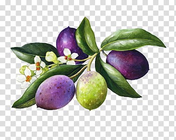 Brown and green fruits transparent background PNG clipart