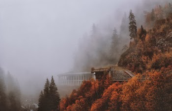 Brown and Green Leaved Trees Covered With Fog