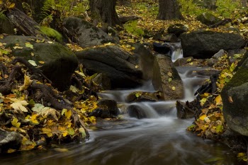 Brown and Green Leaves Beside River