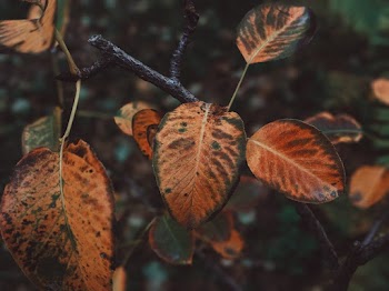 Brown-and-green Leaves Macro Photography