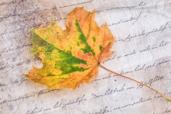 Brown and Green Maple Leaf