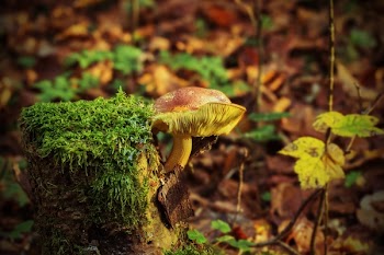 Brown and Green Mushroom
